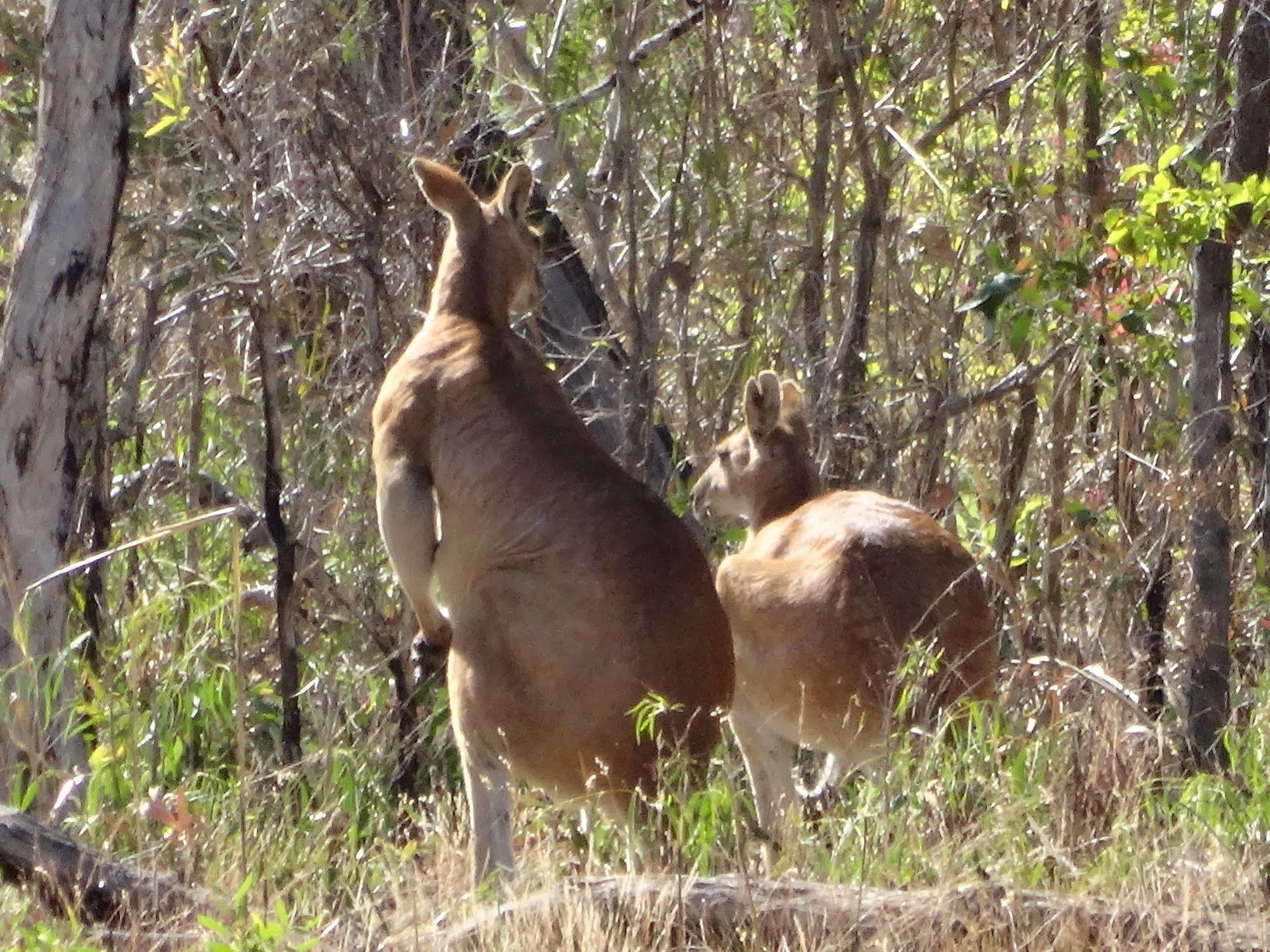 Mt Bundy Station Villa Batchelor Bagian luar foto